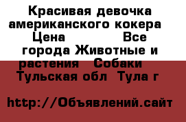 Красивая девочка американского кокера › Цена ­ 35 000 - Все города Животные и растения » Собаки   . Тульская обл.,Тула г.